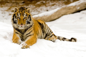 Snowy Afternoon Tiger9907111780 300x200 - Snowy Afternoon Tiger - Tiger, Snowy, City, Afternoon